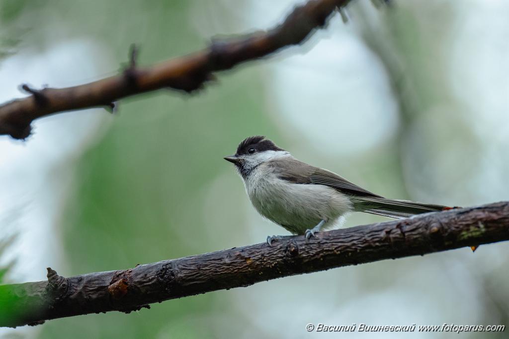 Parus_palustris_2024_0615_1323-8.jpg - Хабаровск, парк Динамо. 15 июня 2024 г.