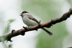Parus_palustris_2024_0615_1323-12