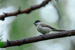 Parus_palustris_2024_0615_1323-8