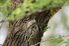 nest240531-2_Parus_palustris_2024_0531_1034-2