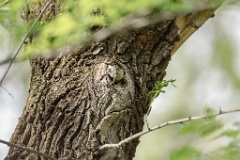 nest240531-2_Parus_palustris_2024_0531_1034