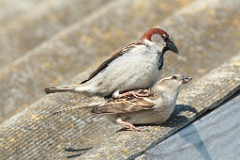 birds_breeding_Passer_domesticus_2012_0513_0913-8