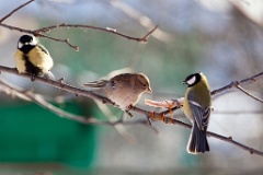 birds_feeding_Passer_domesticus201001041130-1