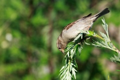 birds_feeding_Passer_domesticus_2011_0613_0910