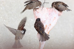 birds_feeding_Passer_domesticus_2014_0202_1114