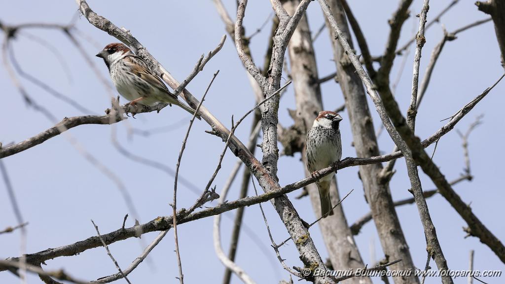Passer_hispaniolensis_2024_0418_KadrVideo3.jpg - Воробей черногрудый. Spanish Sparrow (Passer hispaniolensis). Кадр из видео. Снято 18 апреля 2024 г. около жилого гнезда курганника. Калмыкия, по дороге Волгоград-Элиста. Недалеко от посёлка Аршань-Зельмень.