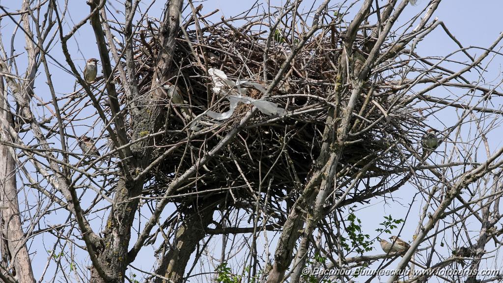 nest240418_Passer_hispaniolensis_KadrVideo12.jpg - Воробей черногрудый. Spanish Sparrow (Passer hispaniolensis). Кадр из видео. Снято 18 апреля 2024 г. на жилом гнезде курганника, в стенках которого устроилась колония воробьев. Калмыкия, по дороге Волгоград-Элиста. Недалеко от посёлка Аршань-Зельмень.