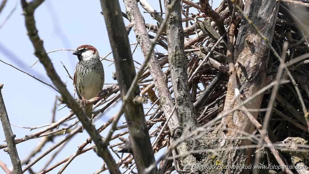 nest240418_Passer_hispaniolensis_KadrVideo7.jpg - Воробей черногрудый. Spanish Sparrow (Passer hispaniolensis). Кадр из видео. Снято 18 апреля 2024 г. на жилом гнезде курганника, в стенках которого устроилась колония воробьев. Калмыкия, по дороге Волгоград-Элиста. Недалеко от посёлка Аршань-Зельмень.