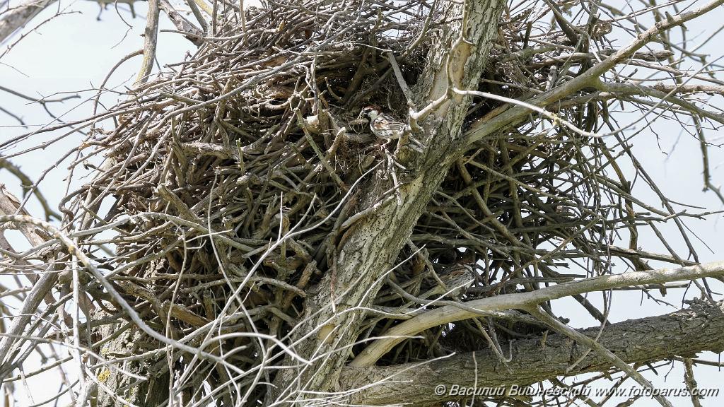 nest240418_Passer_hispaniolensis_KadrVideo9.jpg - Воробей черногрудый. Spanish Sparrow (Passer hispaniolensis). Кадр из видео. Снято 18 апреля 2024 г. на жилом гнезде курганника, в стенках которого устроилась колония воробьев. Калмыкия, по дороге Волгоград-Элиста. Недалеко от посёлка Аршань-Зельмень.