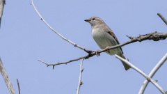 Passer_hispaniolensis_2024_0418_KadrVideo1