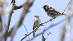 Passer_hispaniolensis_2024_0418_KadrVideo13