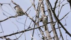 Passer_hispaniolensis_2024_0418_KadrVideo3