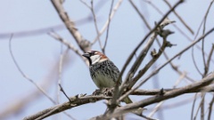 Passer_hispaniolensis_2024_0418_KadrVideo4