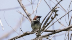 Passer_hispaniolensis_2024_0418_KadrVideo5