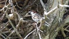 nest240418_Passer_hispaniolensis_KadrVideo10