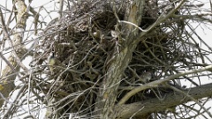 nest240418_Passer_hispaniolensis_KadrVideo11