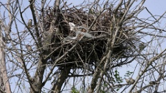 nest240418_Passer_hispaniolensis_KadrVideo12