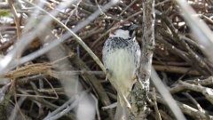 nest240418_Passer_hispaniolensis_KadrVideo6