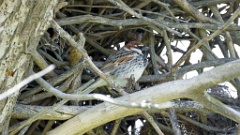 nest240418_Passer_hispaniolensis_KadrVideo8