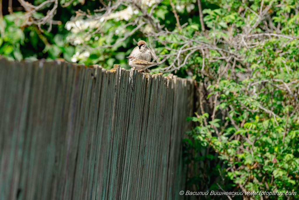 birds_breeding_Passer_montanus_2024_0607_1107.jpg - Дальний Восток, Амурская область, Тамбовский муниципальный округ, село Раздольное. 7 июня 2024 г.