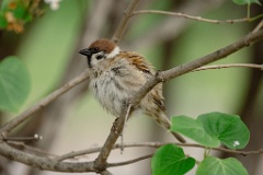 Passer_montanus_2024_0602_0955-4