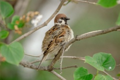 Passer_montanus_2024_0602_0955