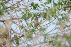 Passer_montanus_2024_0603_1604