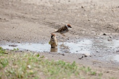 Passer_montanus_2024_0607_1108-2