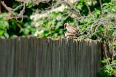 birds_breeding_Passer_montanus_2024_0607_1107-5