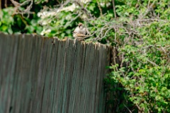 birds_breeding_Passer_montanus_2024_0607_1107