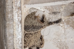 nest24DV_Passer_montanus_2024_0530_0358