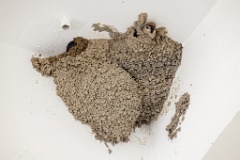 nest24DV_Passer_montanus_2024_0603_1159-6