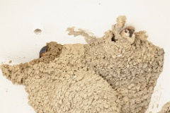 nest24DV_Passer_montanus_2024_0603_1159