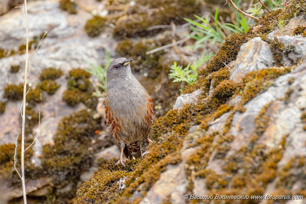 Prunella_collaris_2024_0530_0717-13.jpg - Дальний Восток, Приамурье. К северу от Хабаровска, окрестности села Вороноежское-2. 30 мая 2024 г. Завирушка альпийская. Alpine Accentor (Prunella collaris).