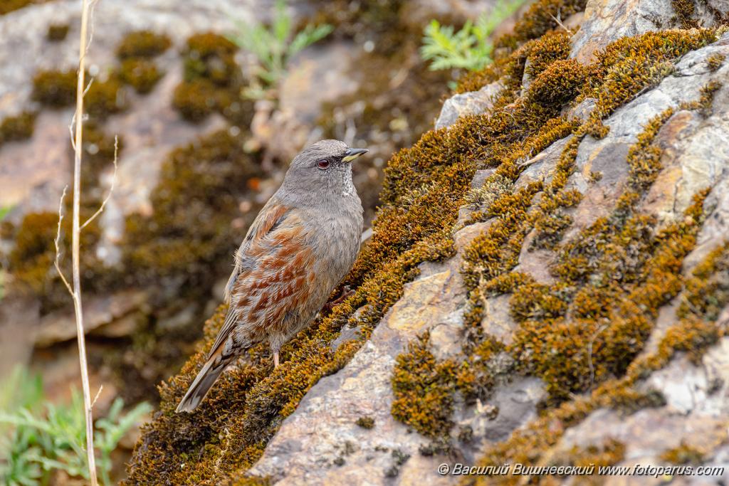 Prunella_collaris_2024_0530_0717-15.jpg - Дальний Восток, Приамурье. К северу от Хабаровска, окрестности села Вороноежское-2. 30 мая 2024 г. Завирушка альпийская. Alpine Accentor (Prunella collaris).