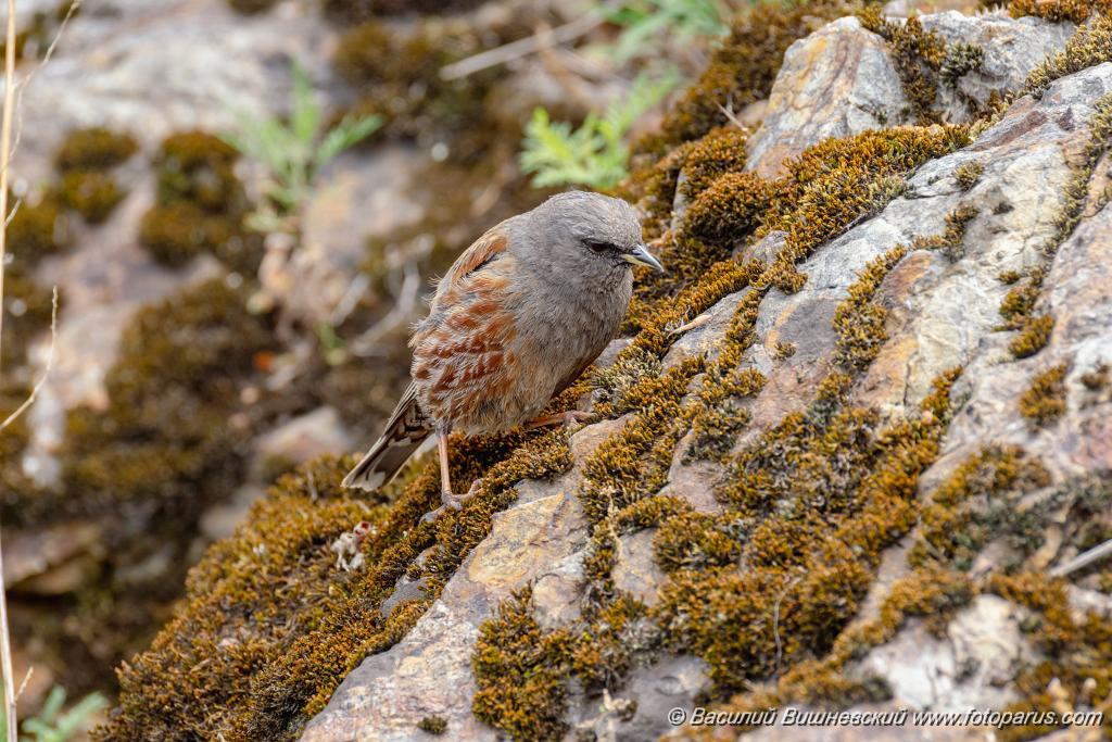 Prunella_collaris_2024_0530_0717-16.jpg - Дальний Восток, Приамурье. К северу от Хабаровска, окрестности села Вороноежское-2. 30 мая 2024 г. Завирушка альпийская. Alpine Accentor (Prunella collaris).