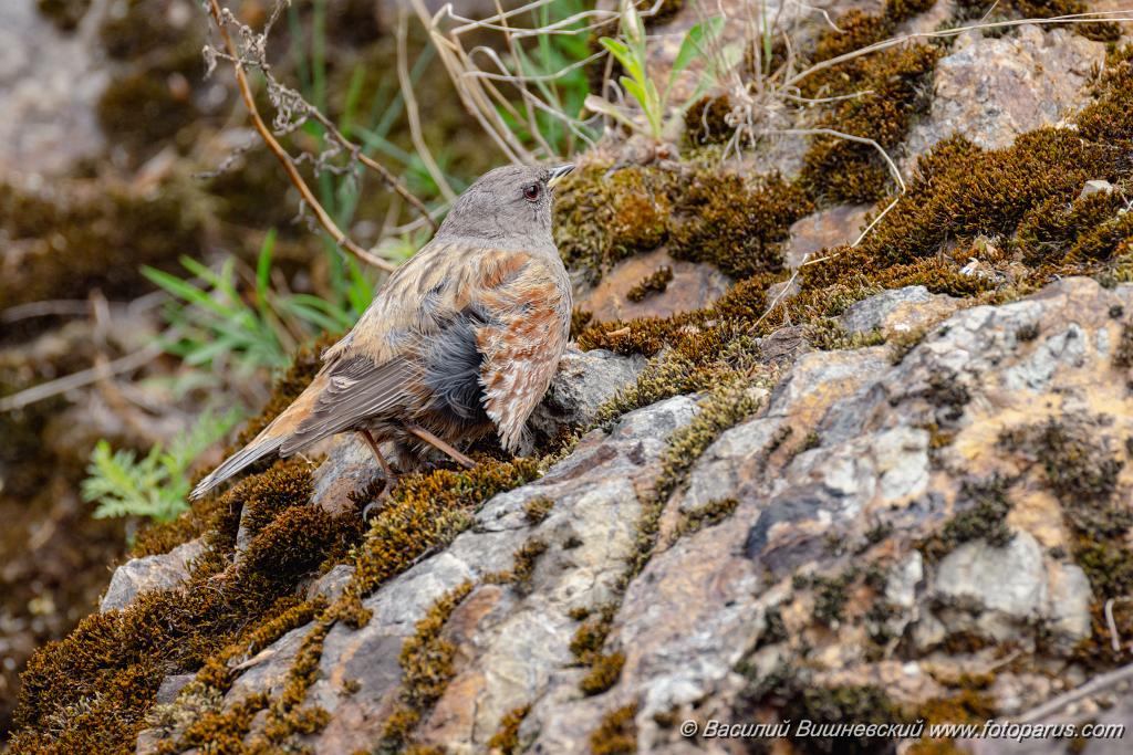 Prunella_collaris_2024_0530_0717-18.jpg - Дальний Восток, Приамурье. К северу от Хабаровска, окрестности села Вороноежское-2. 30 мая 2024 г. Завирушка альпийская. Alpine Accentor (Prunella collaris).