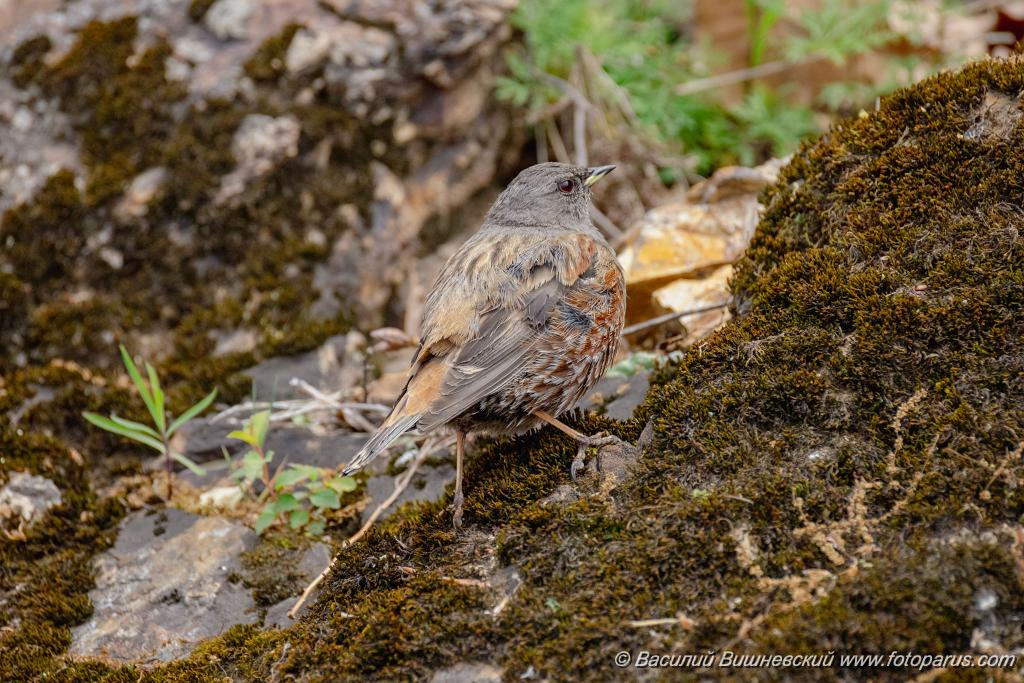 Prunella_collaris_2024_0530_0717.jpg - Дальний Восток, Приамурье. К северу от Хабаровска, окрестности села Вороноежское-2. 30 мая 2024 г. Завирушка альпийская. Alpine Accentor (Prunella collaris).