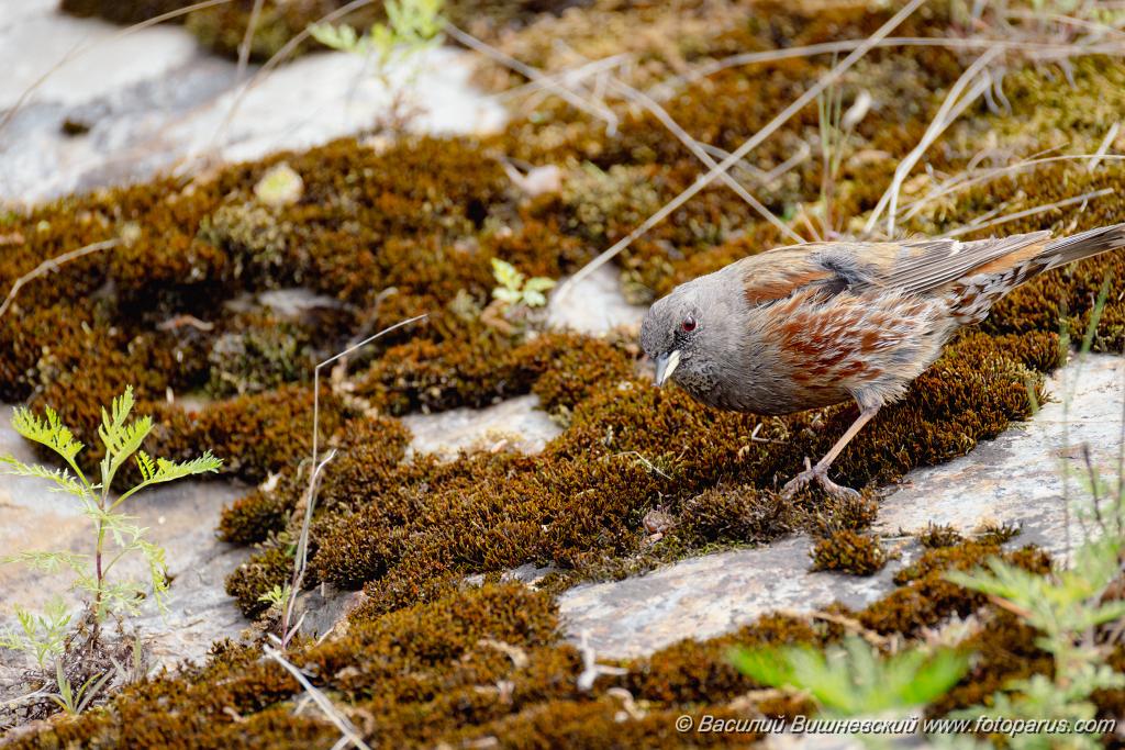 Prunella_collaris_2024_0530_0719.jpg - Дальний Восток, Приамурье. К северу от Хабаровска, окрестности села Вороноежское-2. 30 мая 2024 г. Завирушка альпийская. Alpine Accentor (Prunella collaris).