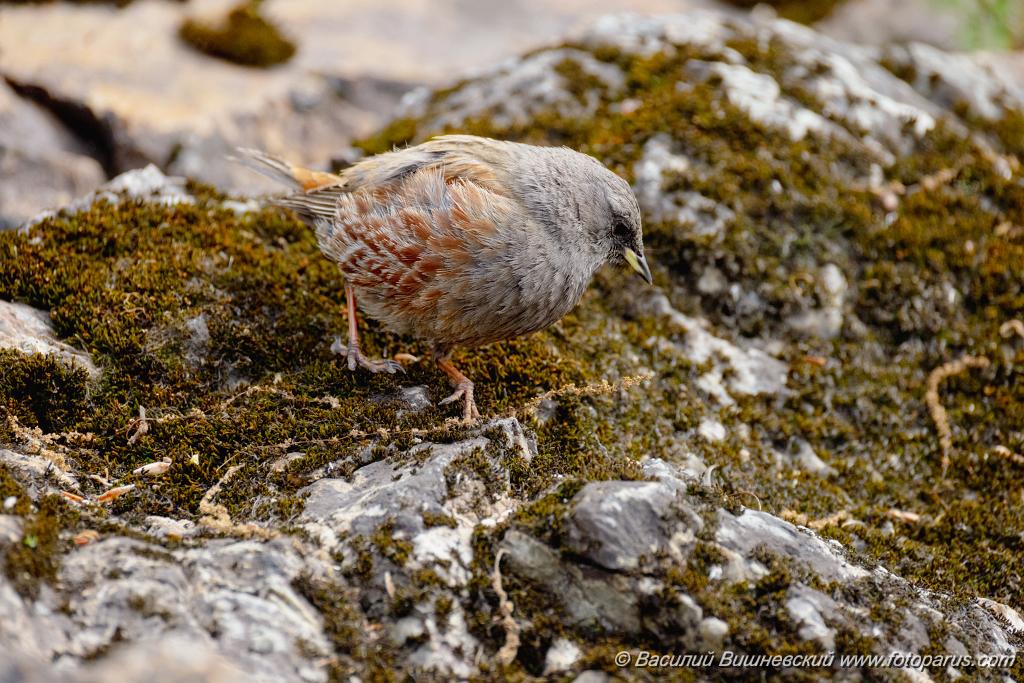 Prunella_collaris_2024_0530_0720.jpg - Дальний Восток, Приамурье. К северу от Хабаровска, окрестности села Вороноежское-2. 30 мая 2024 г. Завирушка альпийская. Alpine Accentor (Prunella collaris).