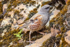 0_Prunella_collaris_2024_0530_0730-5