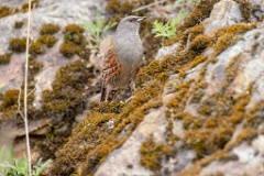 Prunella_collaris_2024_0530_0717-11