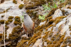 Prunella_collaris_2024_0530_0717-12