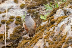 Prunella_collaris_2024_0530_0717-13