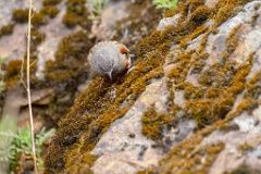 Prunella_collaris_2024_0530_0717-14