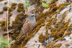 Prunella_collaris_2024_0530_0717-15