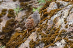 Prunella_collaris_2024_0530_0717-17