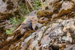 Prunella_collaris_2024_0530_0717-18