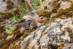 Prunella_collaris_2024_0530_0717-19