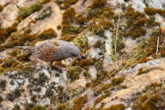 Prunella_collaris_2024_0530_0717-20